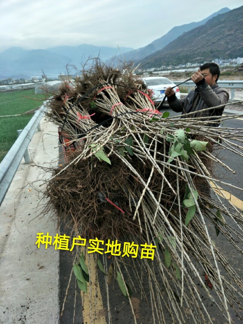 大樱桃树苗1到2年苗，提供技术，基地直发欢迎看货