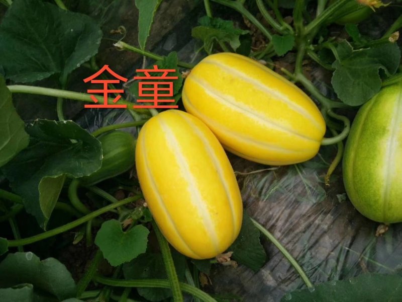 黄金甜瓜种子表皮金黄口感好甜度高果实均匀耐储运条纹瓜