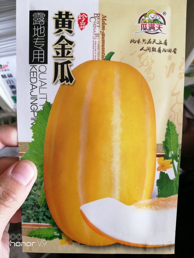 黄金甜瓜种子表皮金黄口感好甜度高果实均匀耐储运条纹瓜