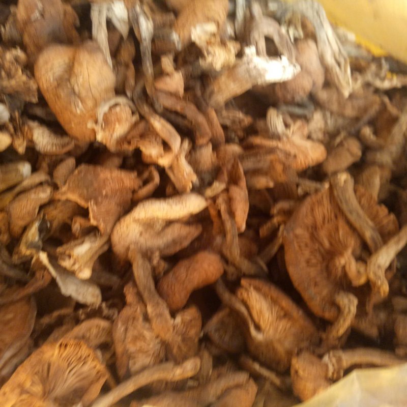 榛蘑干