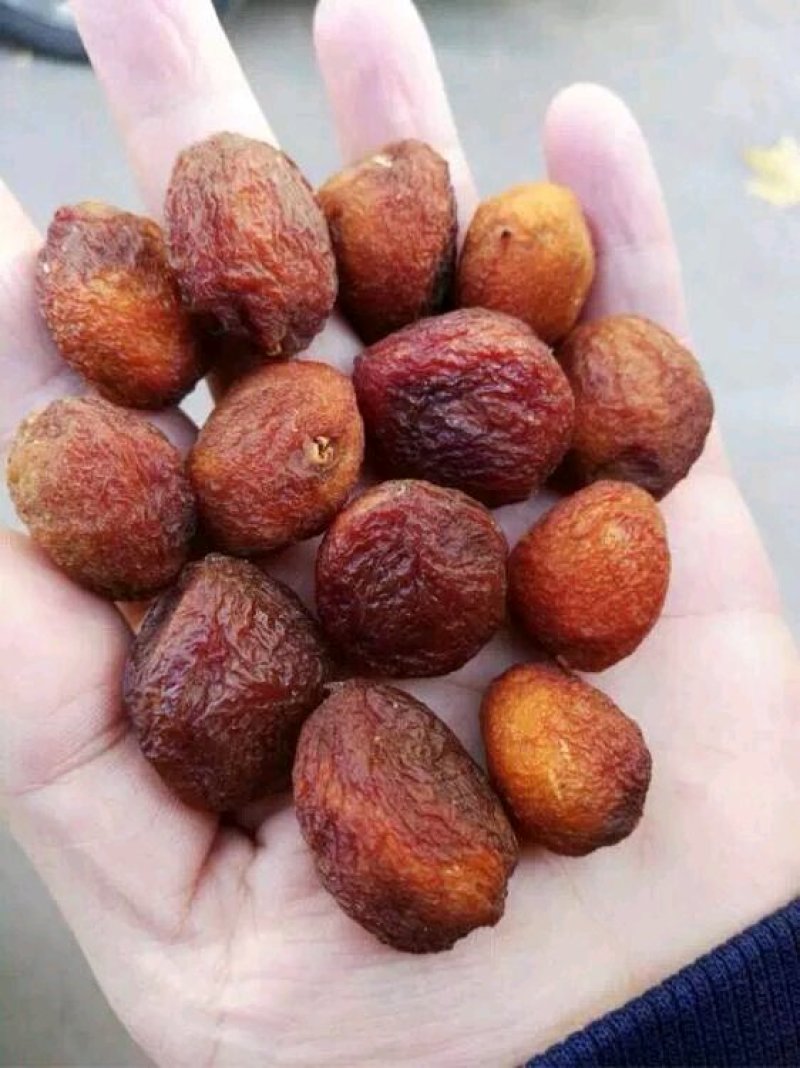 树上干杏