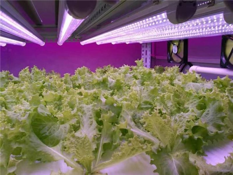 植物灯LED园林助长照明