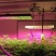植物灯LED园林助长照明