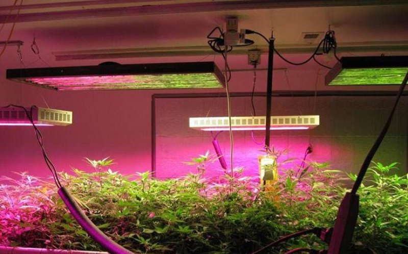 植物灯LED园林助长照明