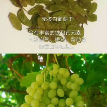 葡萄干