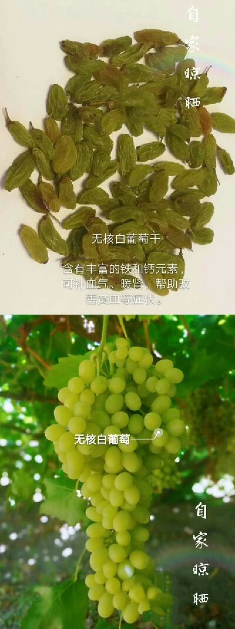 葡萄干