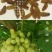 葡萄干