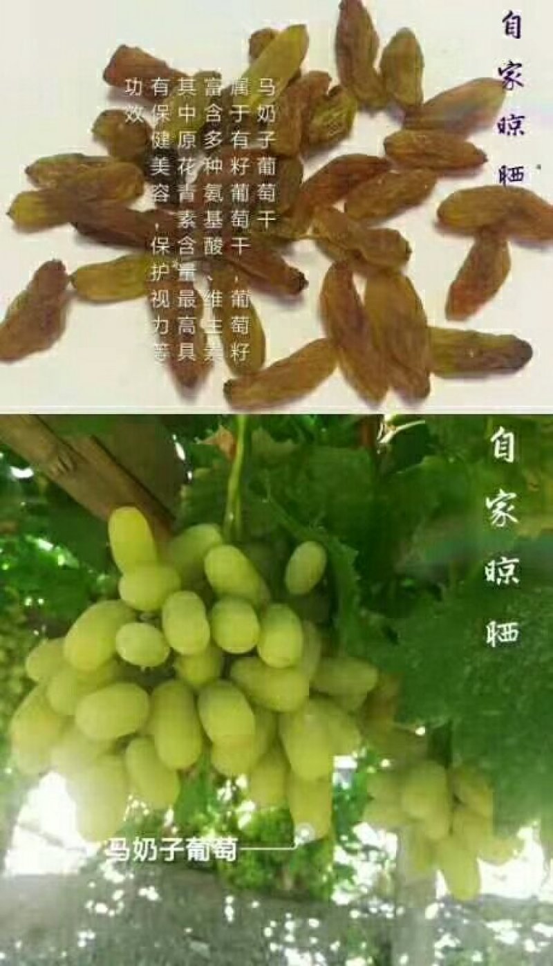葡萄干