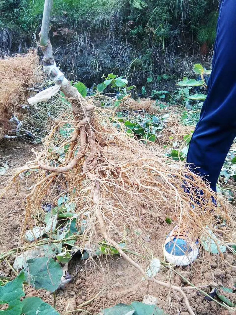 [热卖]水杨桃粘嫁接红心，黄心，绿心猕猴苗G3等系列。