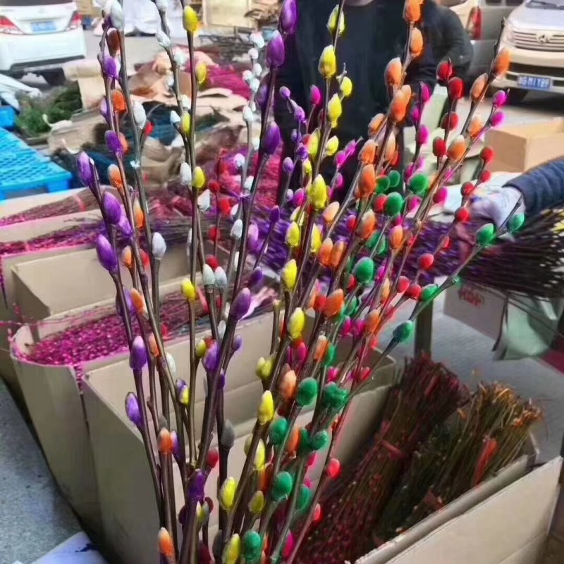 韩国七彩柳，银柳，棉花柳