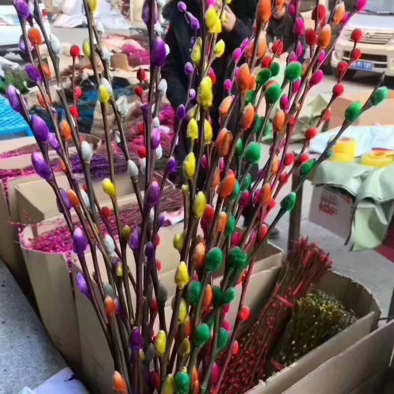 韩国七彩柳，银柳，棉花柳