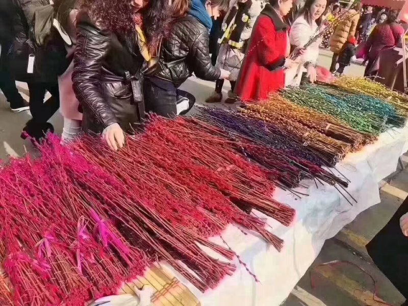韩国七彩柳，银柳，棉花柳
