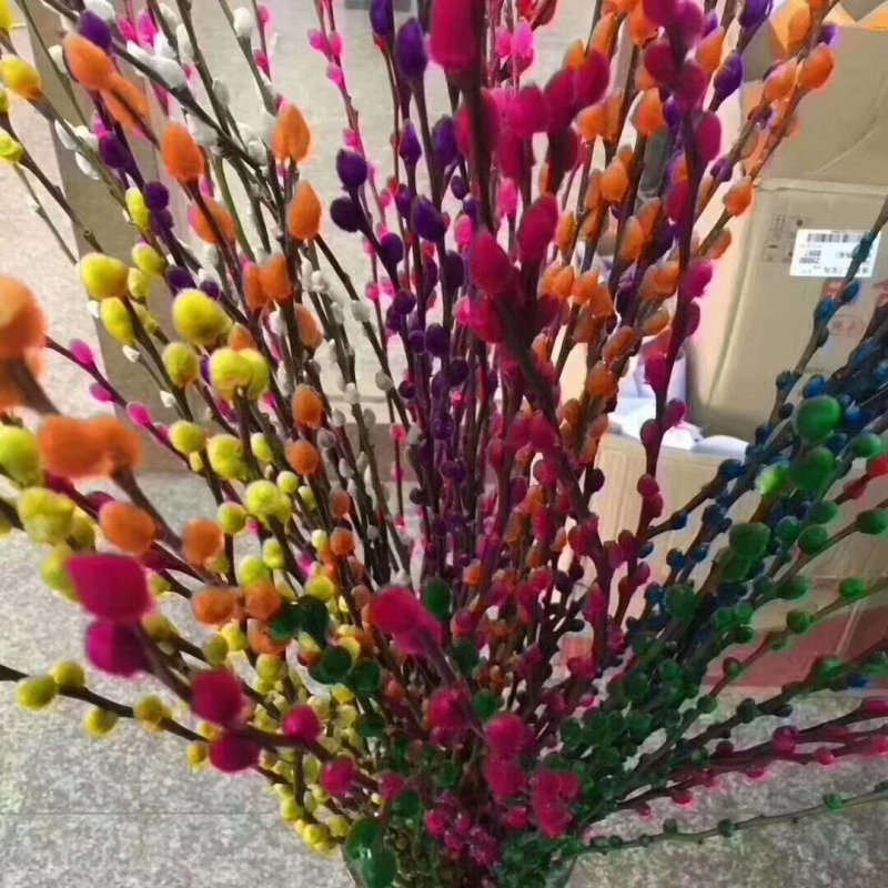 韩国七彩柳，银柳，棉花柳
