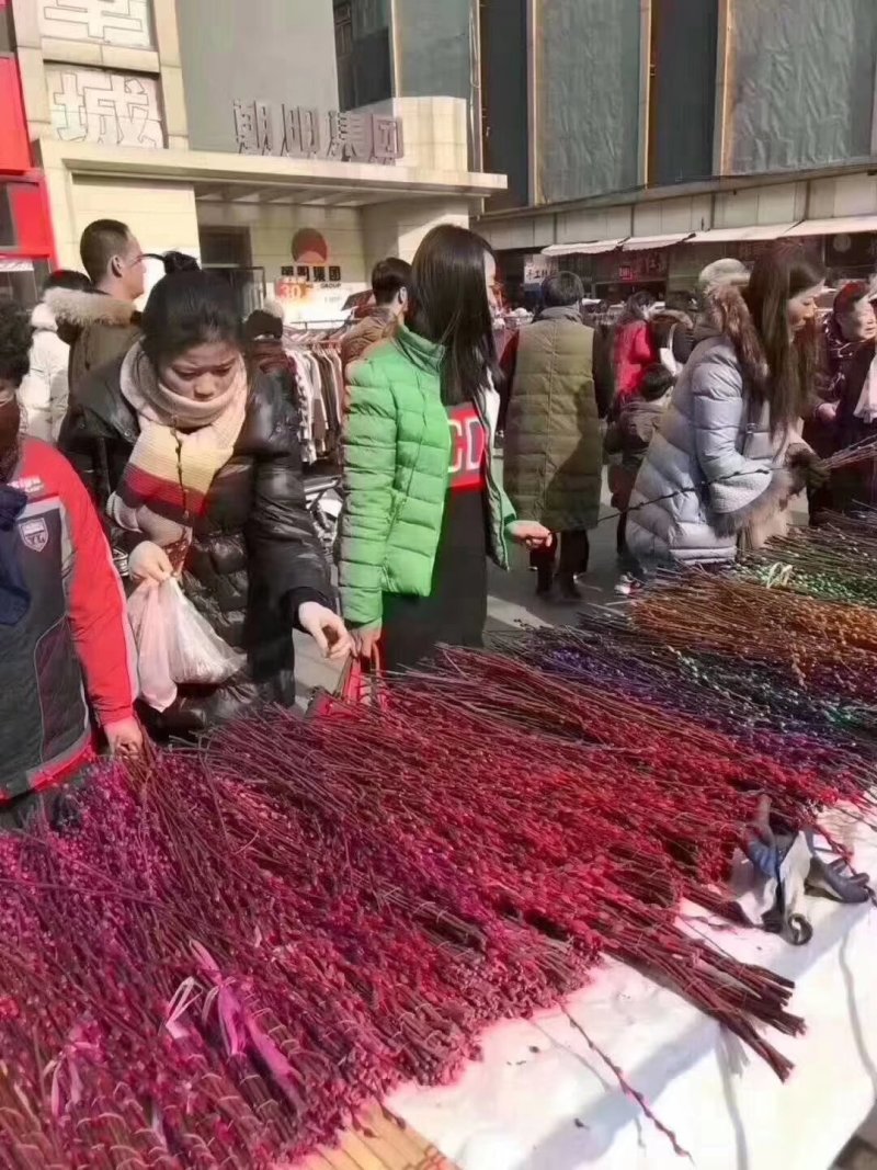 韩国七彩柳，银柳，棉花柳