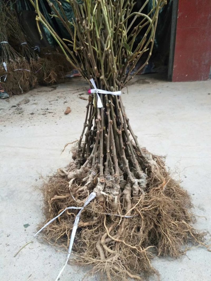 [热卖]水杨桃粘嫁接红心，黄心，绿心猕猴苗G3等系列。