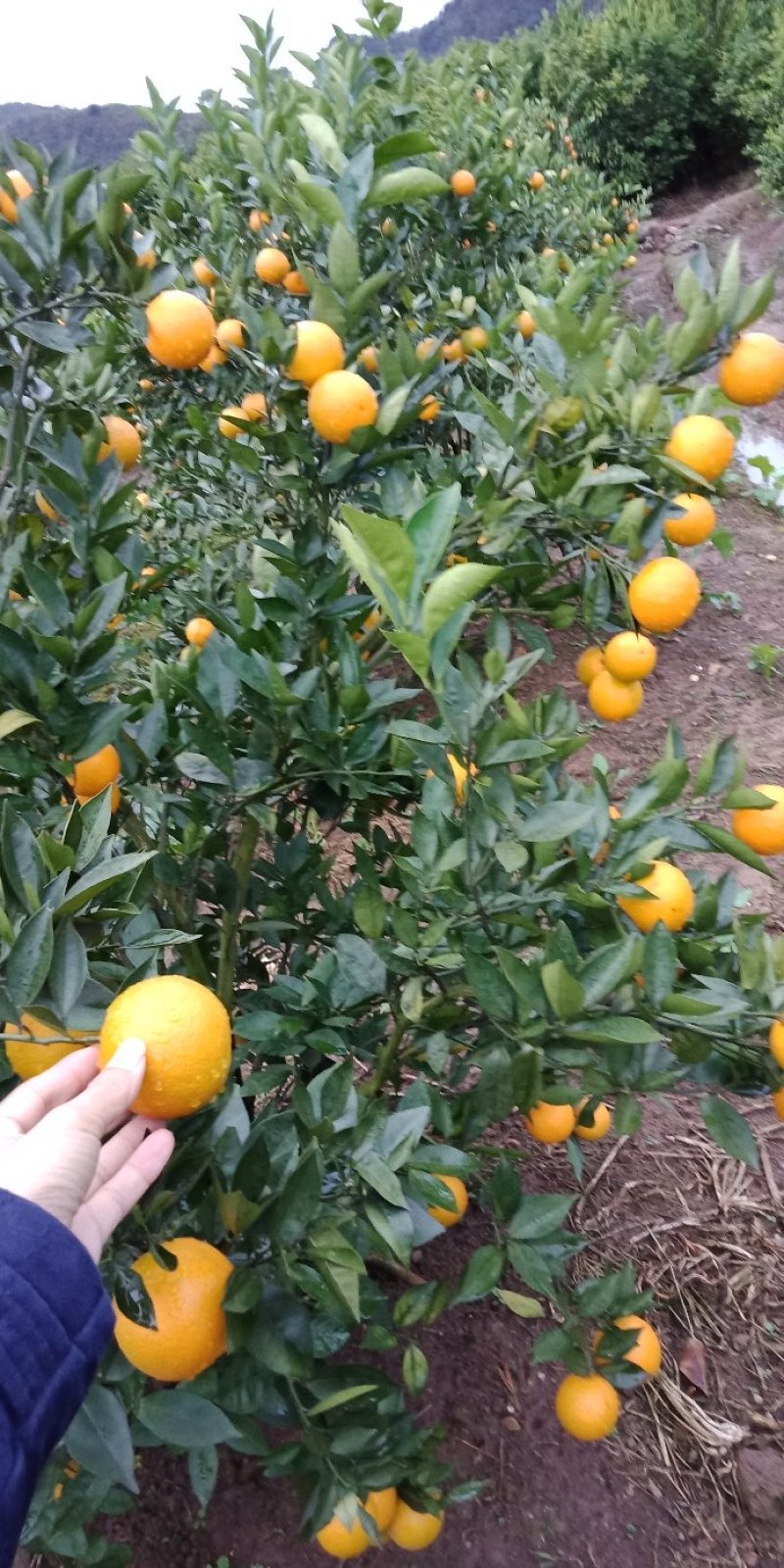 甜橙