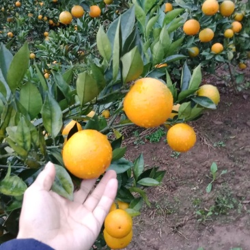 甜橙