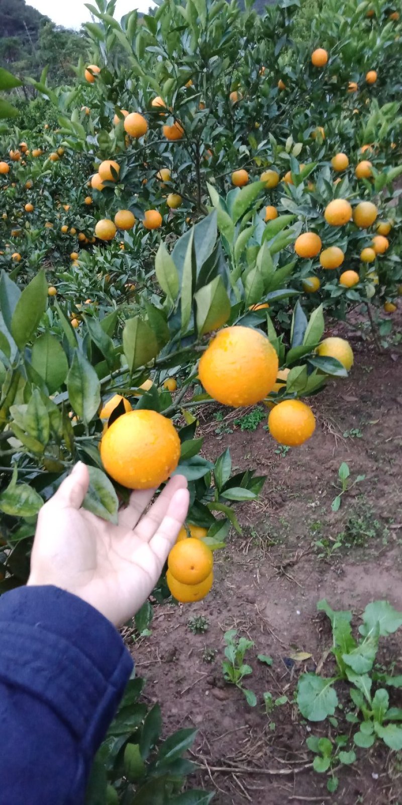 甜橙