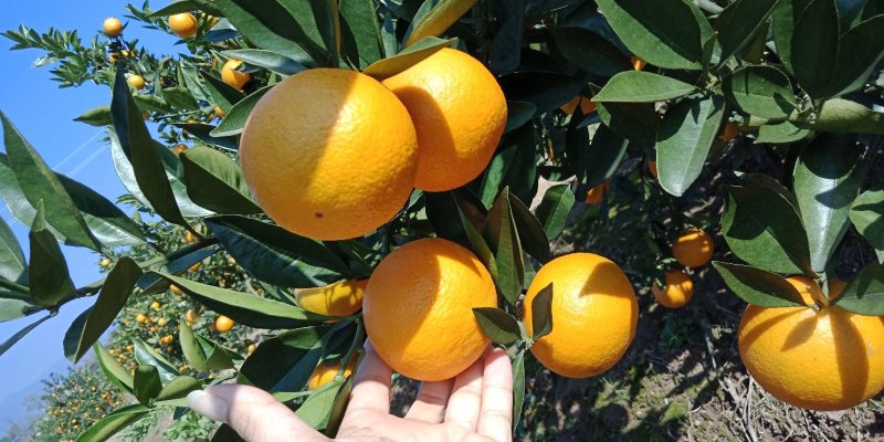 蜜香橙