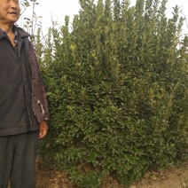 便宜处理100-150cm冬青球800株给钱就卖急急急
