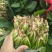 欢迎订购大叶波菜量大从优品质保证，对接电商，超市及市场加工厂