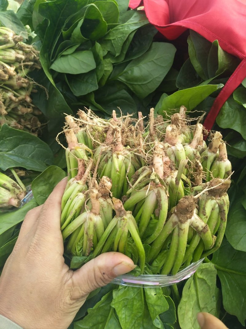 欢迎订购大叶波菜量大从优品质保证，对接电商，超市及市场加工厂