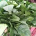 欢迎订购大叶波菜量大从优品质保证，对接电商，超市及市场加工厂