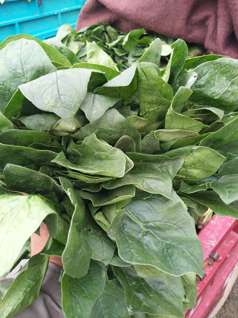 欢迎订购大叶波菜量大从优品质保证，对接电商，超市及市场加工厂