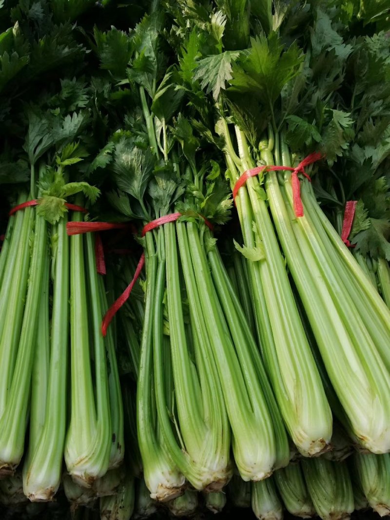 精品芹菜产地直供，一手货源对接电商，超市及市场等