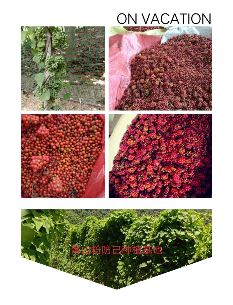 江西粉防己