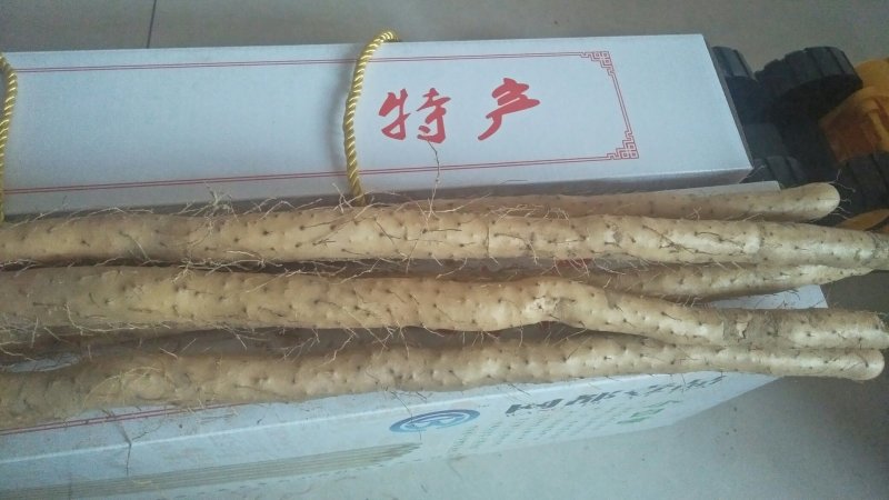 麻山药小白嘴1