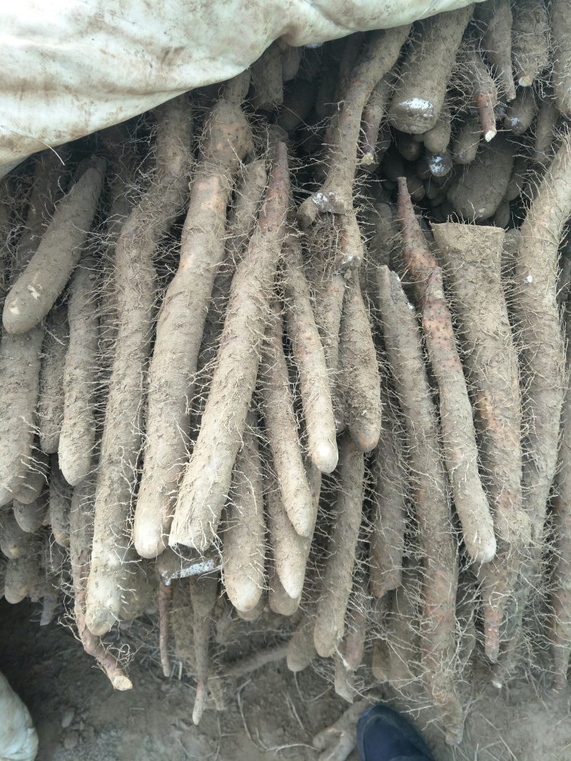 棒药小山药