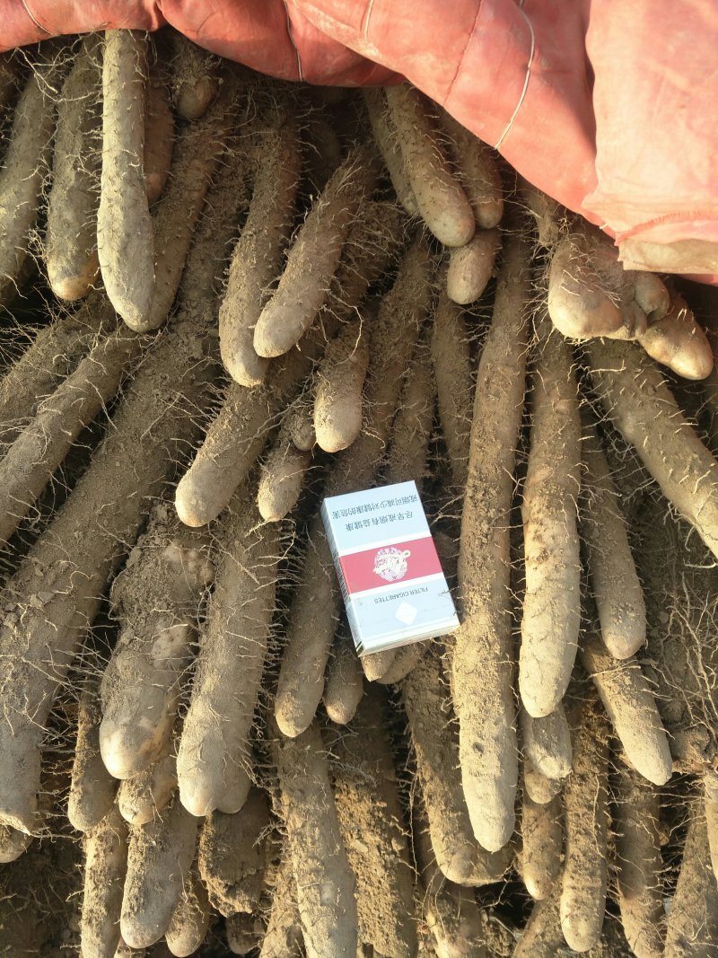 棒药小山药