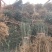 枸橘苗山东当年枸橘苗多少钱一棵