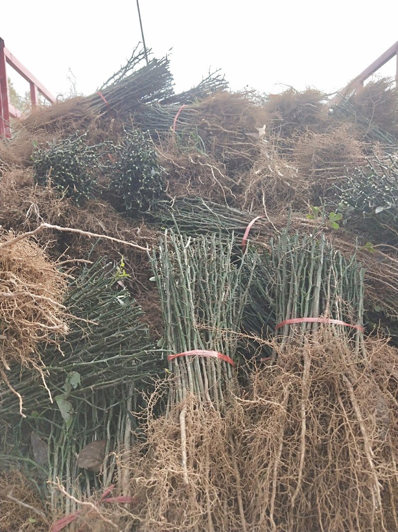 枸橘苗山东当年枸橘苗多少钱一棵