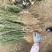 枸橘苗山东当年枸橘苗多少钱一棵