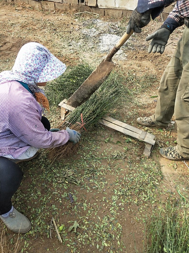 枸橘苗山东当年枸橘苗多少钱一棵