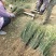 枸橘苗山东当年枸橘苗多少钱一棵