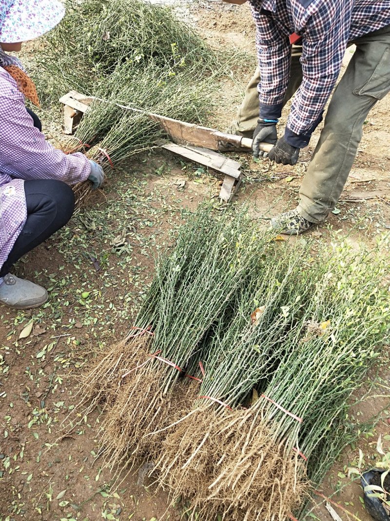 枸橘苗山东当年枸橘苗多少钱一棵