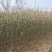 枸橘苗山东当年枸橘苗多少钱一棵