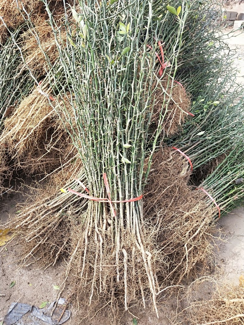 枸橘苗山东当年枸橘苗多少钱一棵