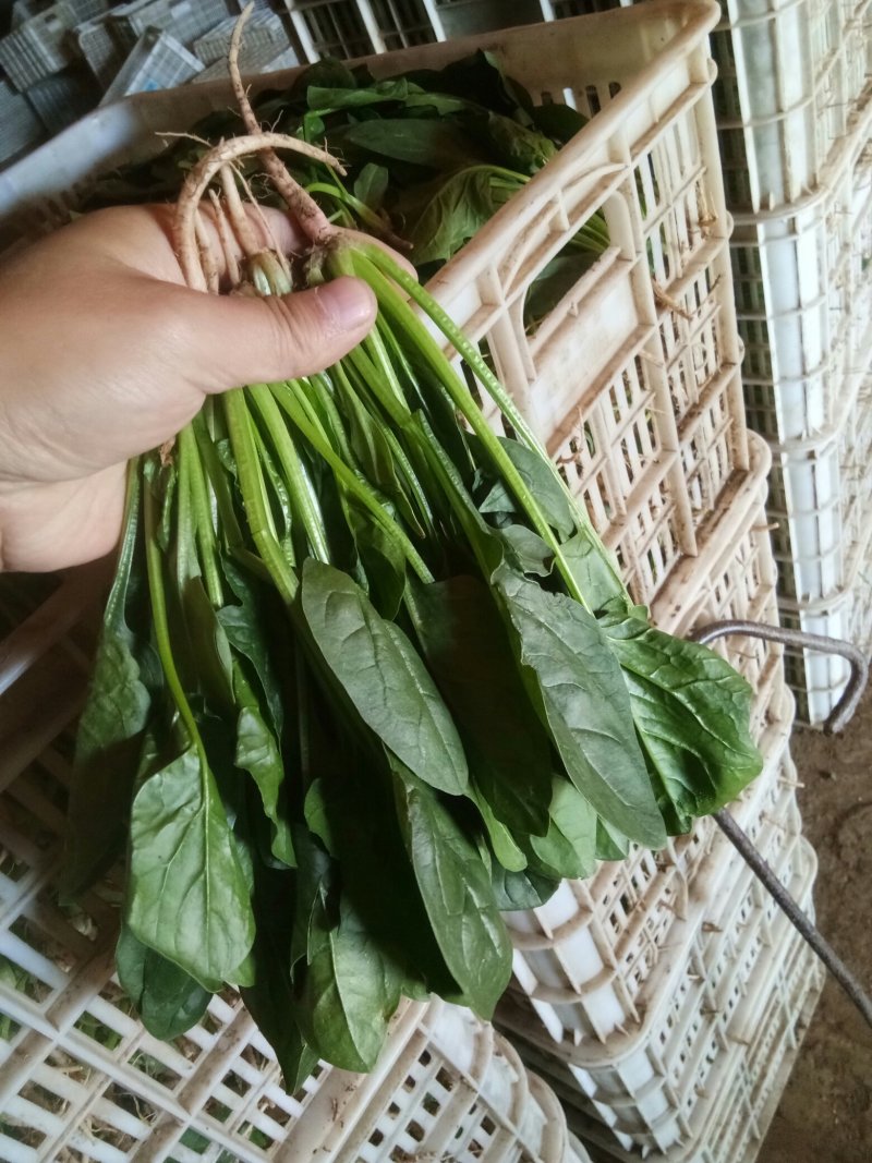 大叶菠菜产地直发全年供应商超优供品质