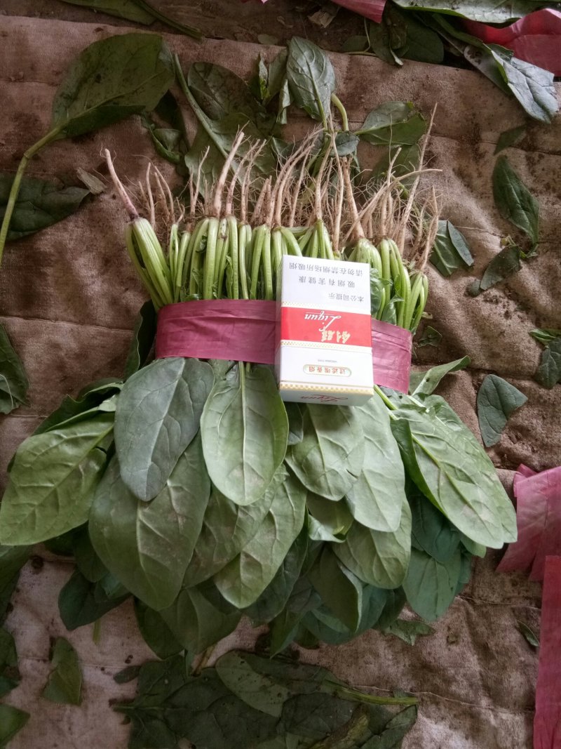 大叶菠菜产地直发全年供应商超优供品质