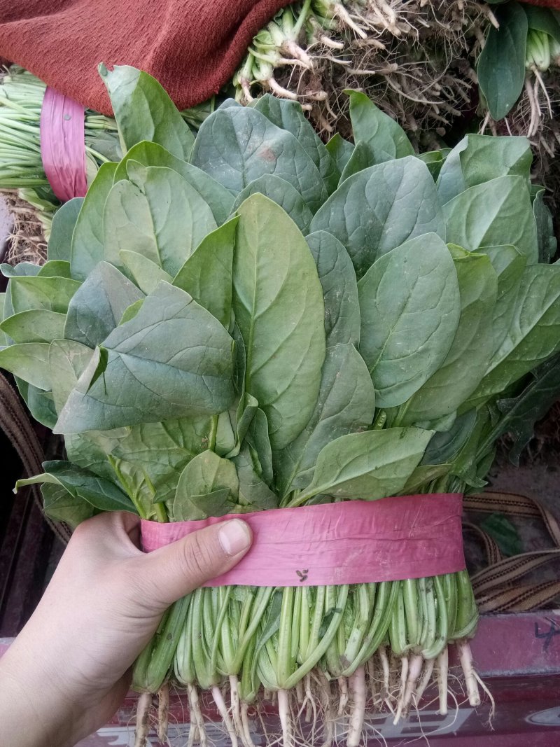 大叶菠菜产地直发全年供应商超优供品质