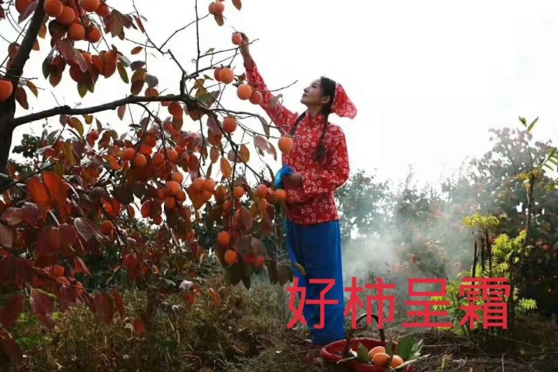 富平柿饼试吃装（1）斤
