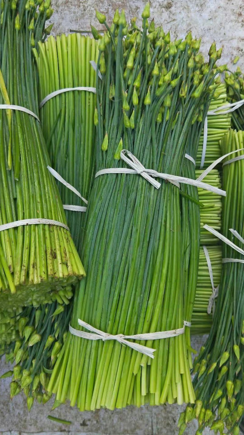 中华四季苔韭王韭菜种子