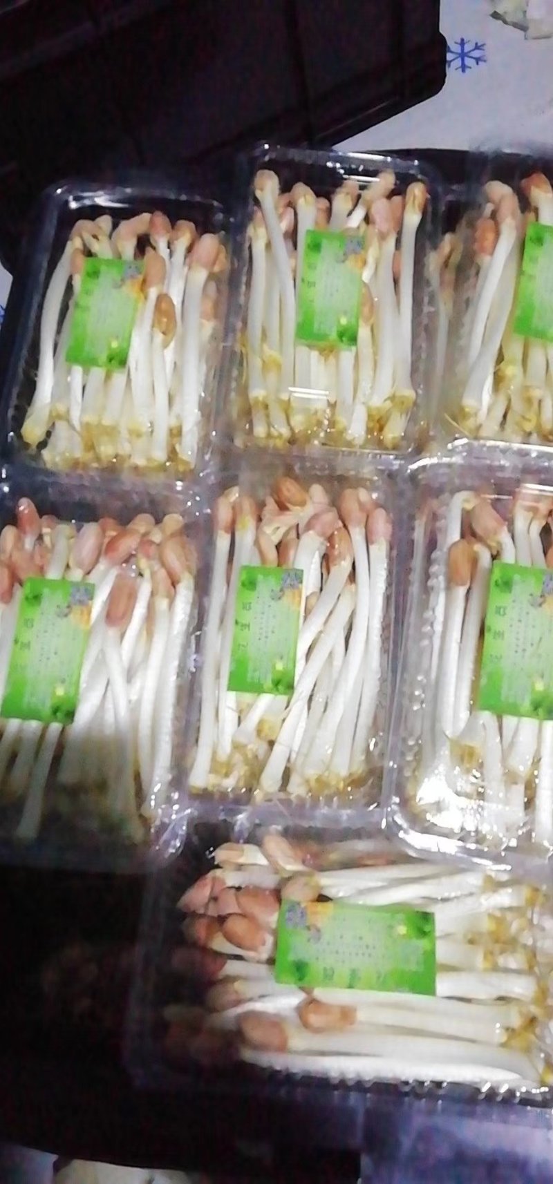 花生芽，花生芽大量供应，福建地区教花生芽水培，基质撒播技