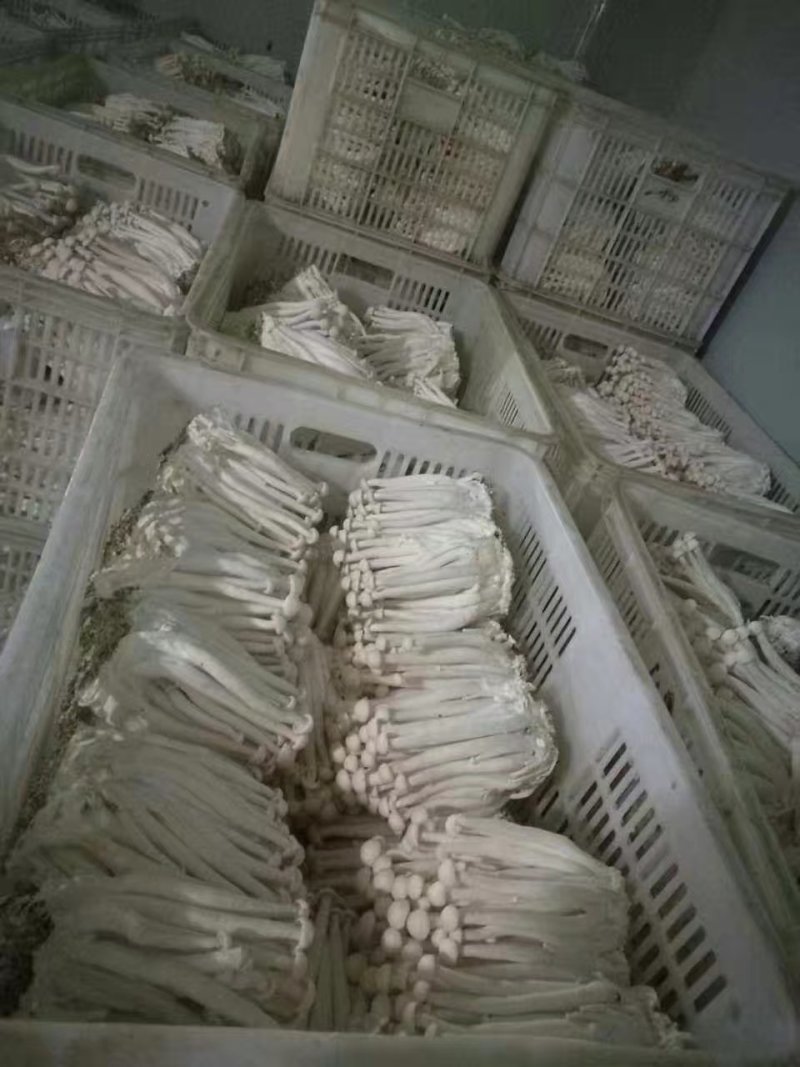 海鲜菇鲜菇