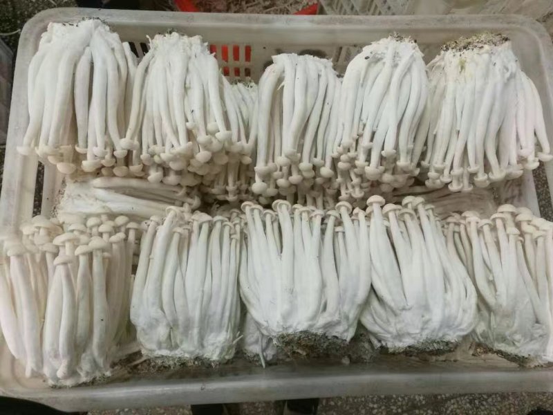 海鲜菇鲜菇
