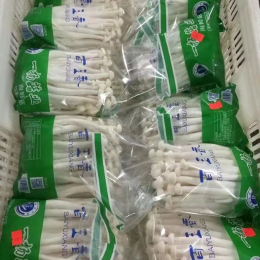 海鲜菇鲜菇